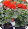 Pelargonia rabatowa blush  6 sztuk